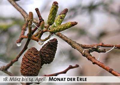 Keltischer Baumkalender - Monat der Erle