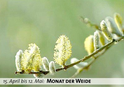 Keltischer Baumkalender - Monat der Weide