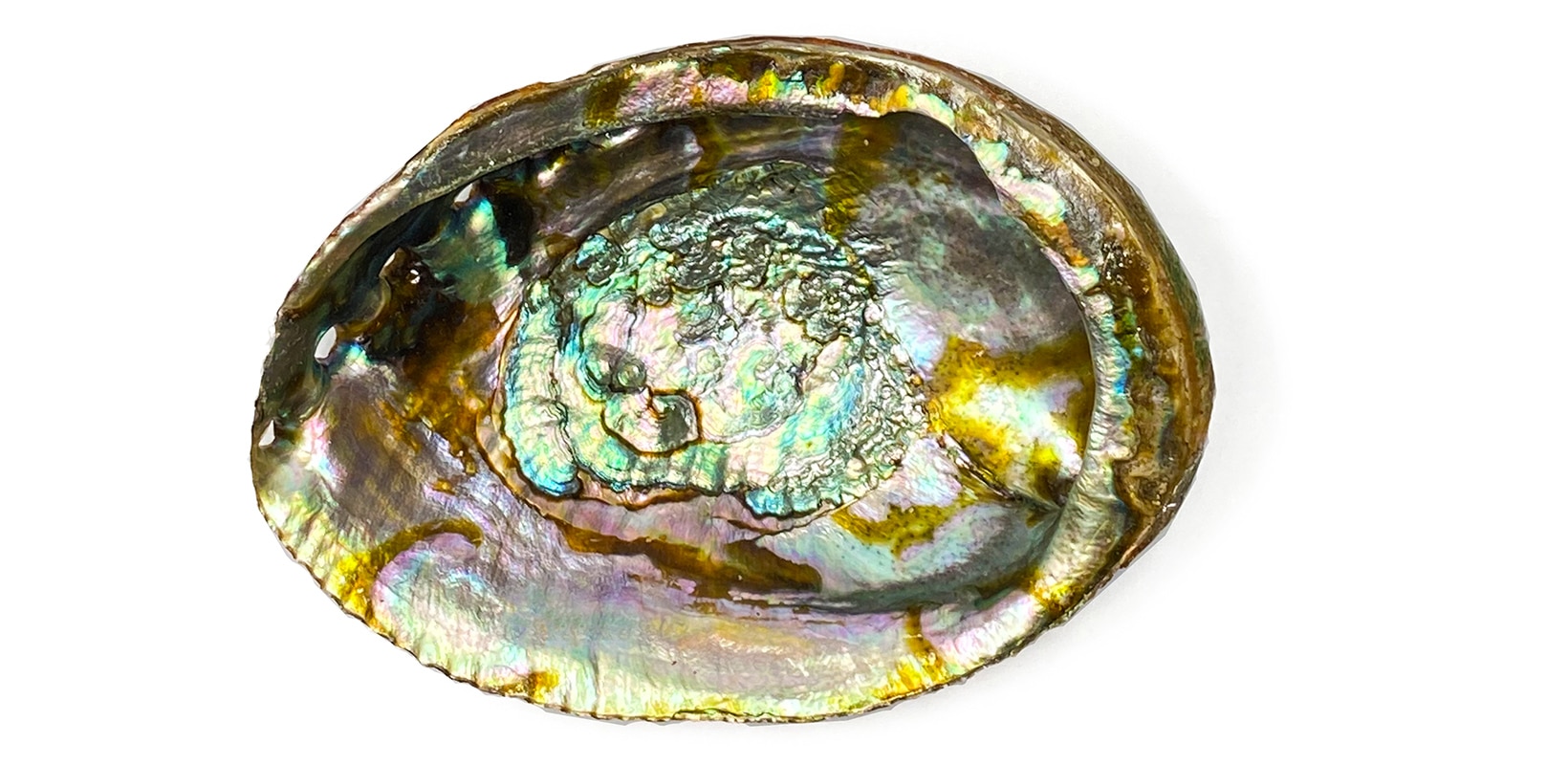 Abalone-Muschel Räucherschale