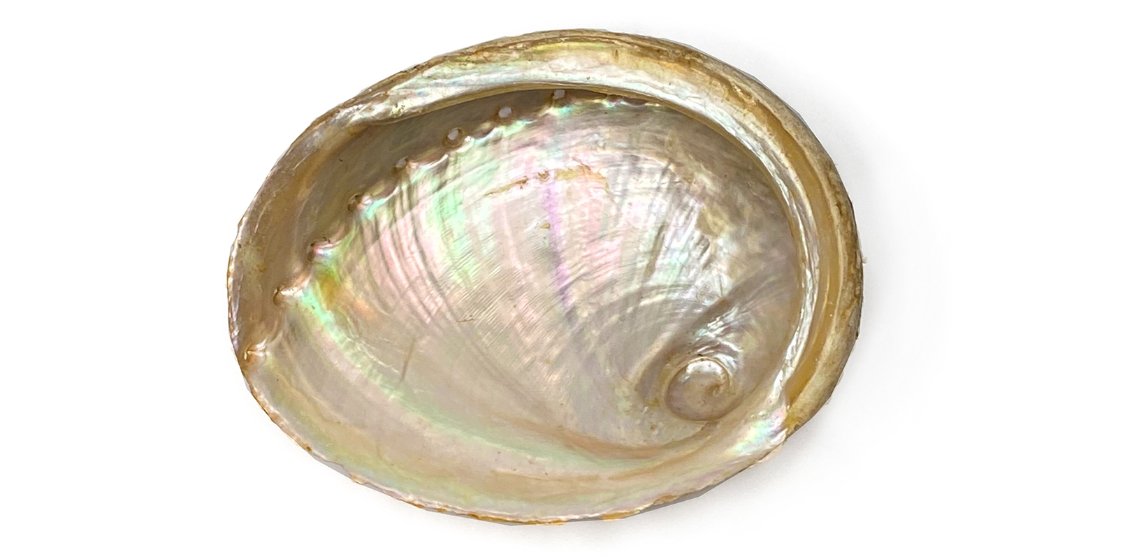 Abalone-Muschel Räucherschale Abalone Haliotis diversicolor