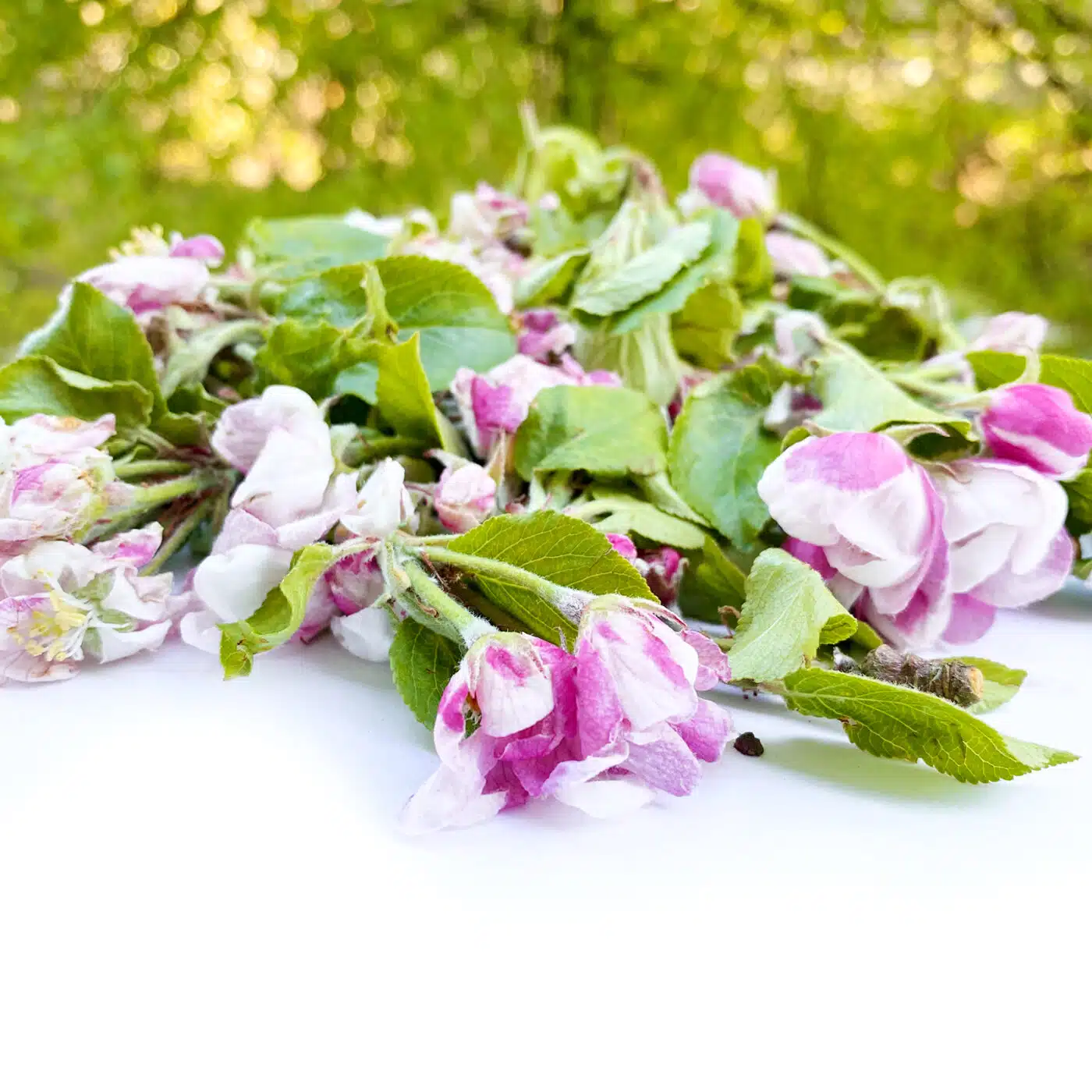 Apfelbaumblüten Apfelbaumblüten