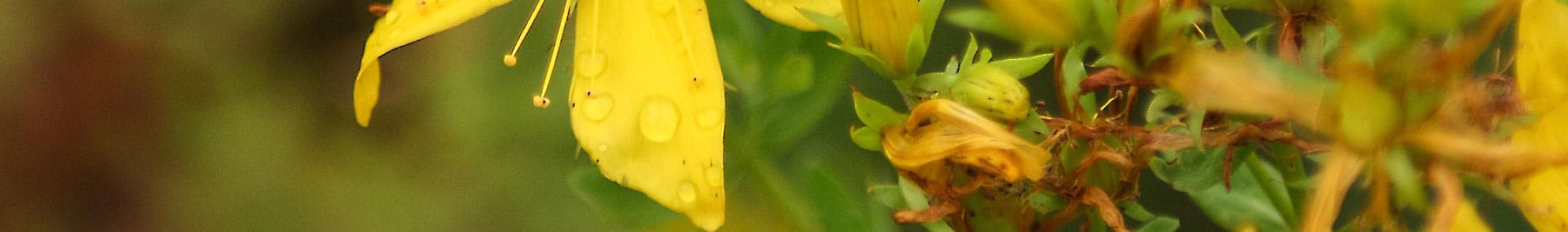 Der August in der Magie - Magie der Monate - unten Der August in der Magie - Magie der Monate - unten