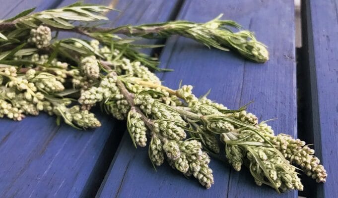 Beifuss-Kraut in der Magie Beifuss-Kraut in der Magie