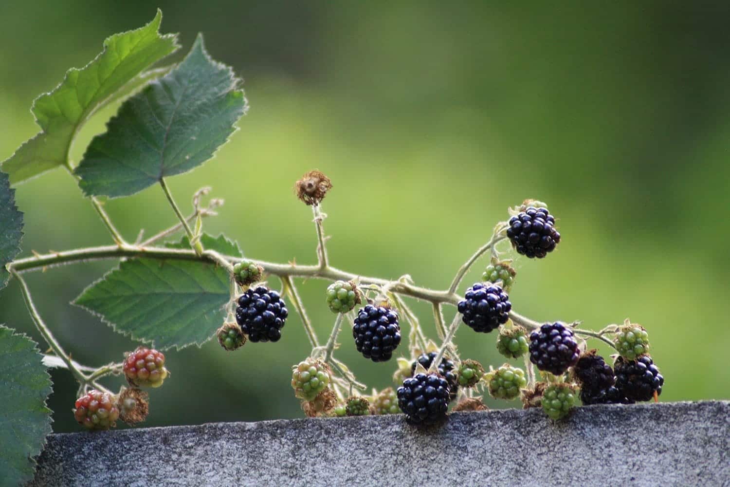 Brombeeren in der Magie