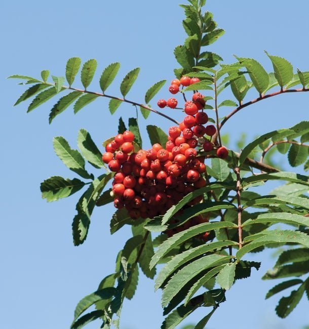 Eberesche mit Beeren - für einen Glückszauber