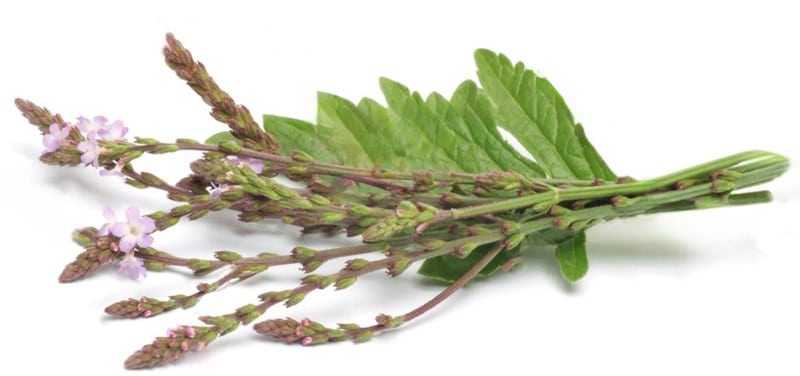 Echtes Eisenkraut in der Magie