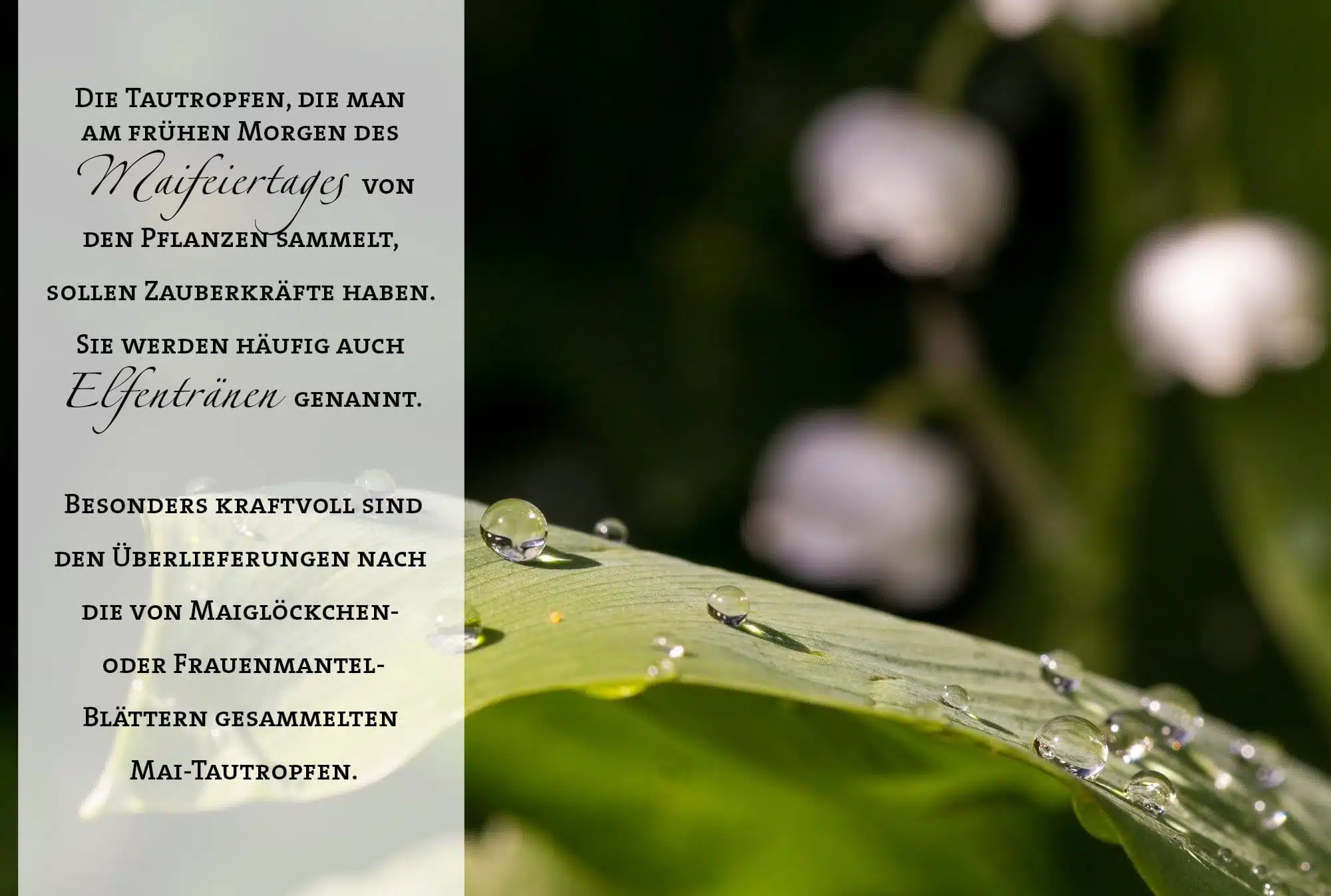 Die Tautropfen, die man am frühen Morgen des Maifeiertages vonden Pflanzen sammelt, sollen Zauberkräfte haben. Sie werden häufig auch Elfentränen genannt. Besonders kraftvoll sind den Überlieferungen nach die von Maiglöckchen- oder Frauenmantel-Blättern gesammelten Mai-Tautropfen.