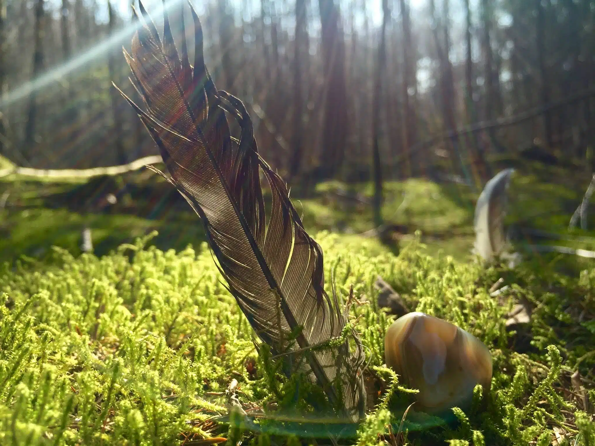 Feder-Zauber in der Natur