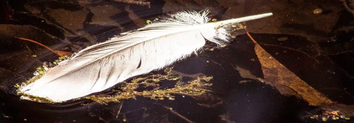 Federn in der Magie – Geschenke der Natur