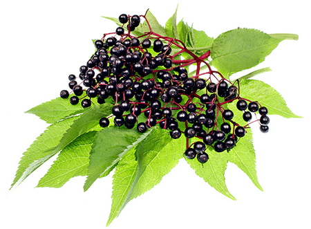 Fliederbeeren in der Magie
