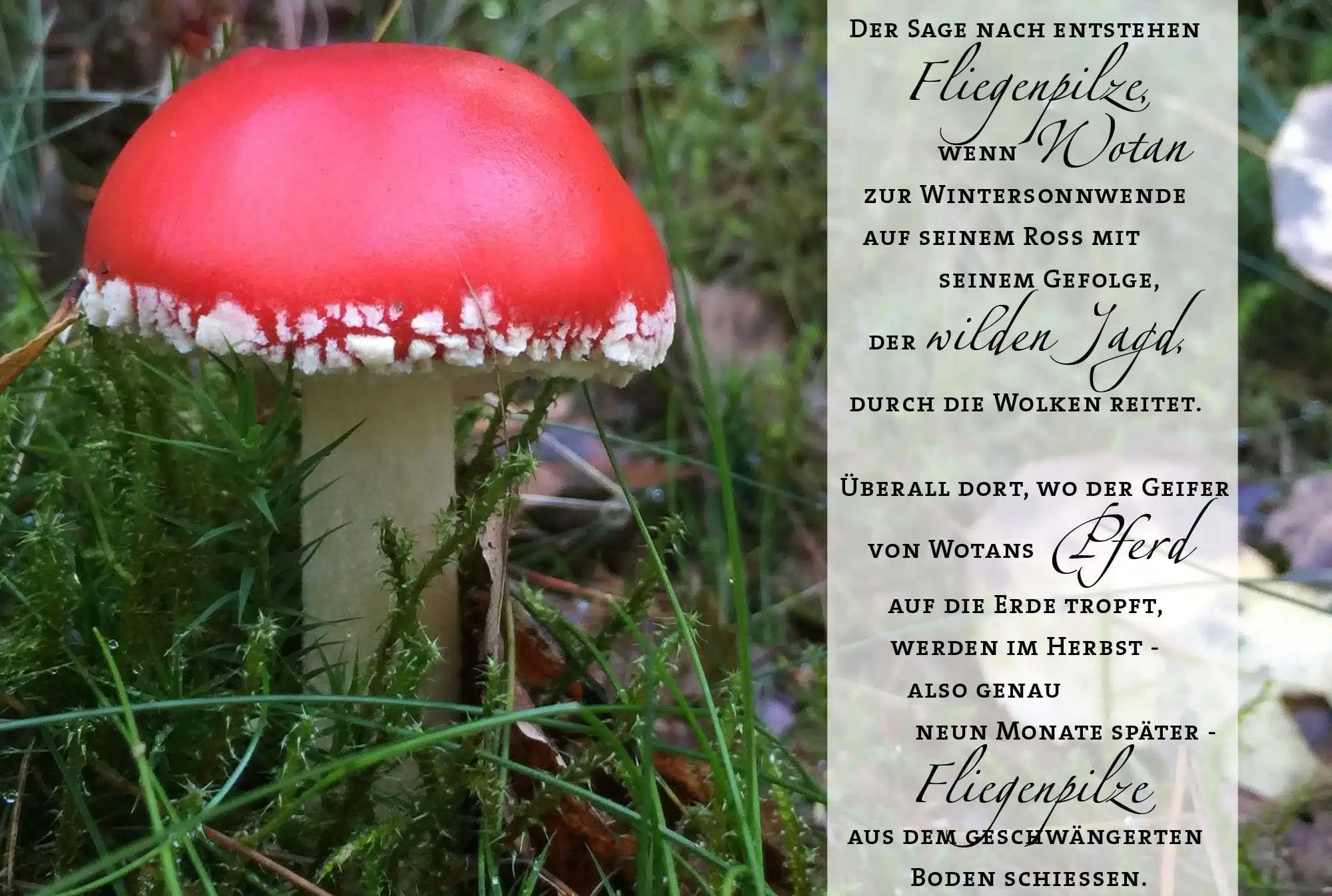 Wotans Fliegenpilze