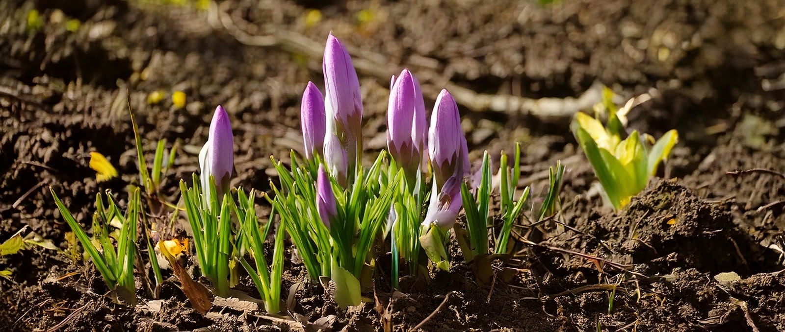 Frühlingsblumen