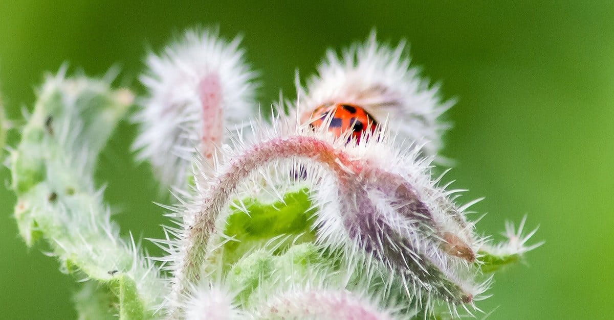 Fünf magische Tierchen - Volksmagie mit Insekten
