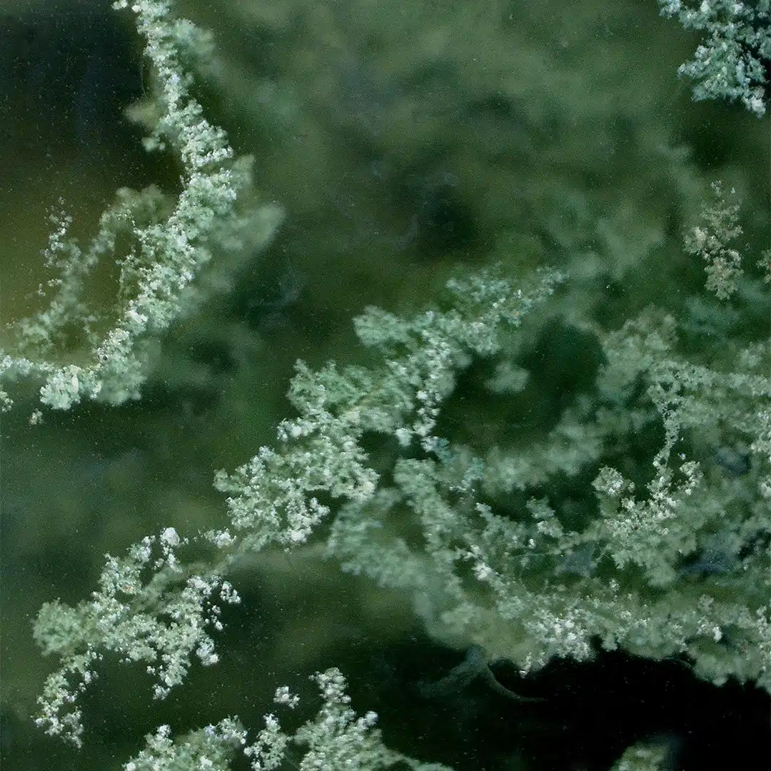 Moosachat unter dem Mikroskop