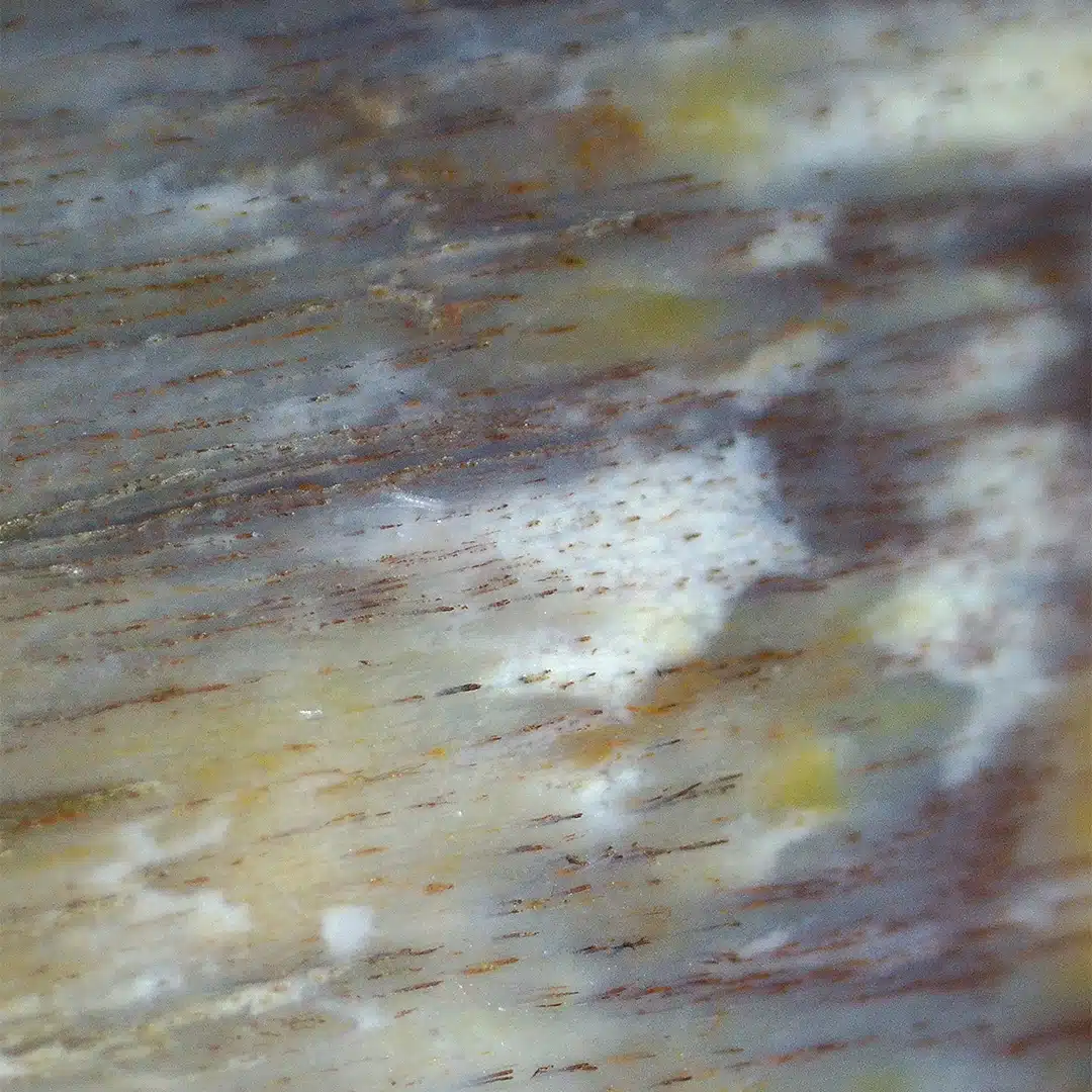 Versteinertes Holz unter dem Mikroskop