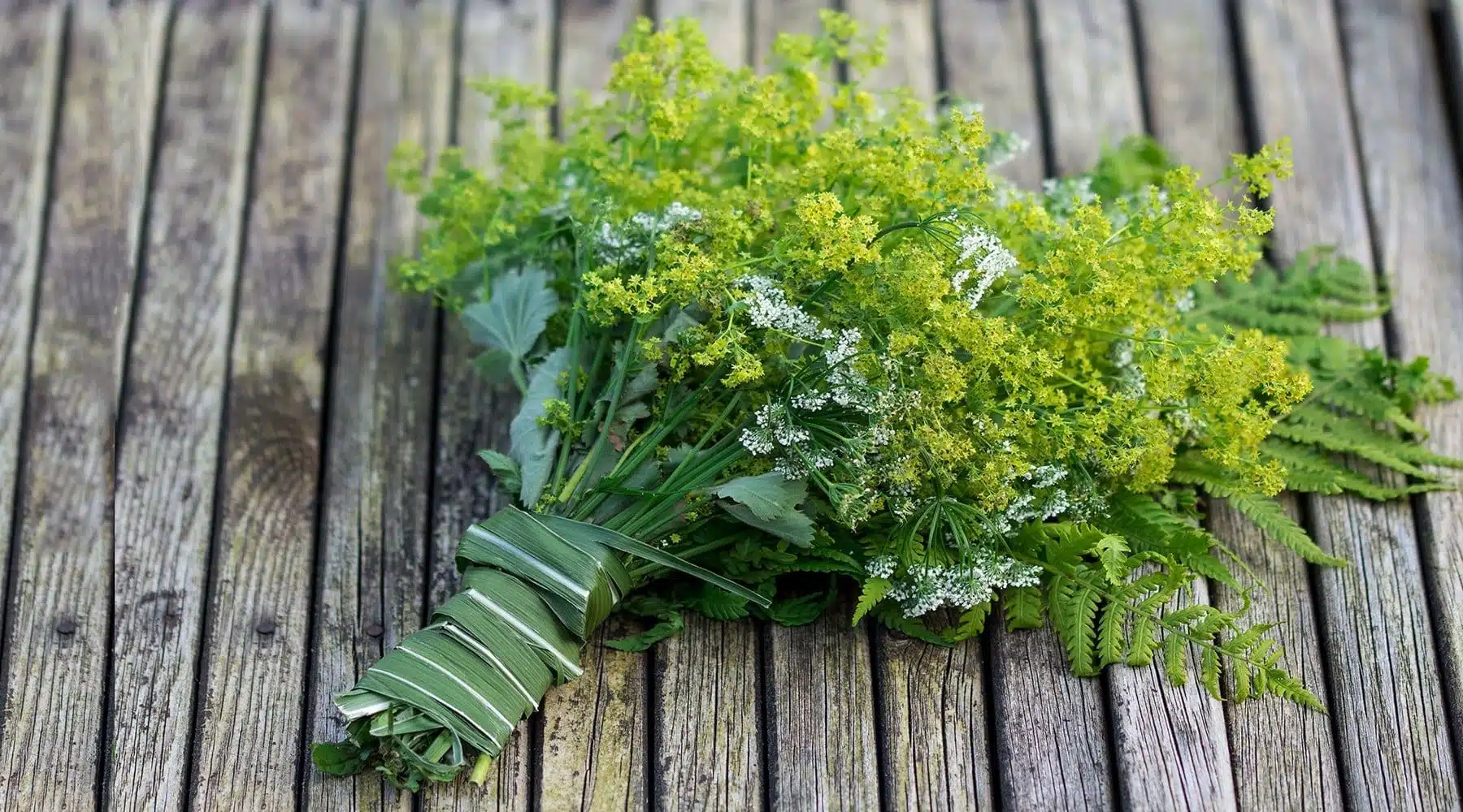Pflanzenverbündete erkennen