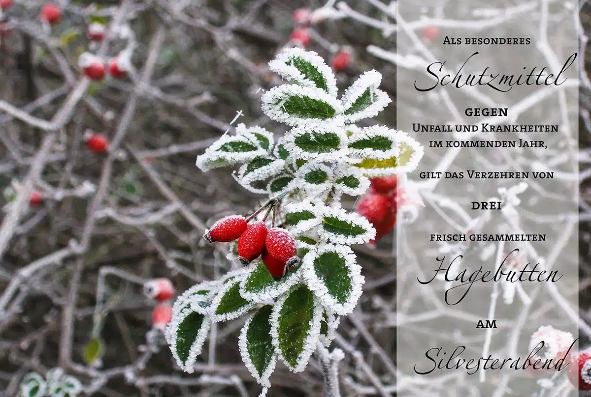 Als besonderes Schutzmittel gegen Unfall und Krankheiten im kommenden Jahr, gilt das Verzehren von drei frisch gesammelten Hagebutten am Silvesterabend.