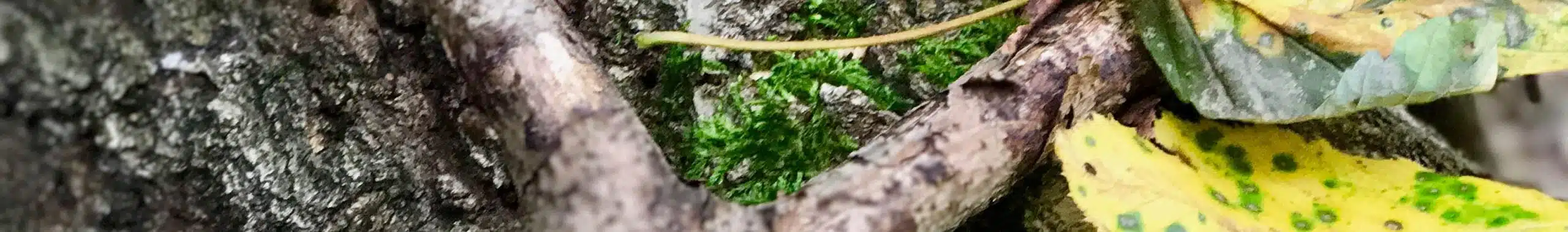 Der Herbst in der Magie