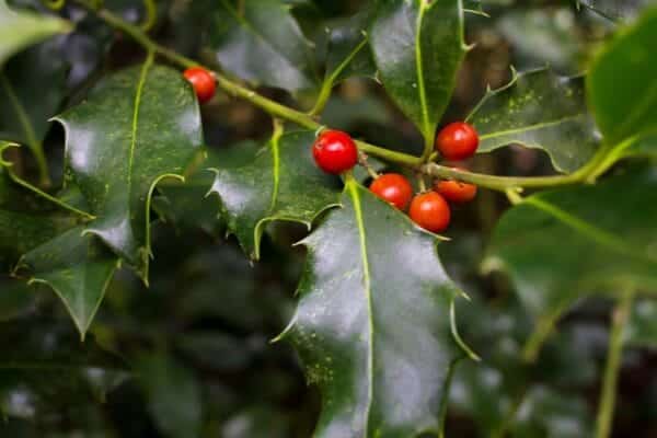 Stechpalme (Winterbeere, Schradler, Schrattl) – Ilex