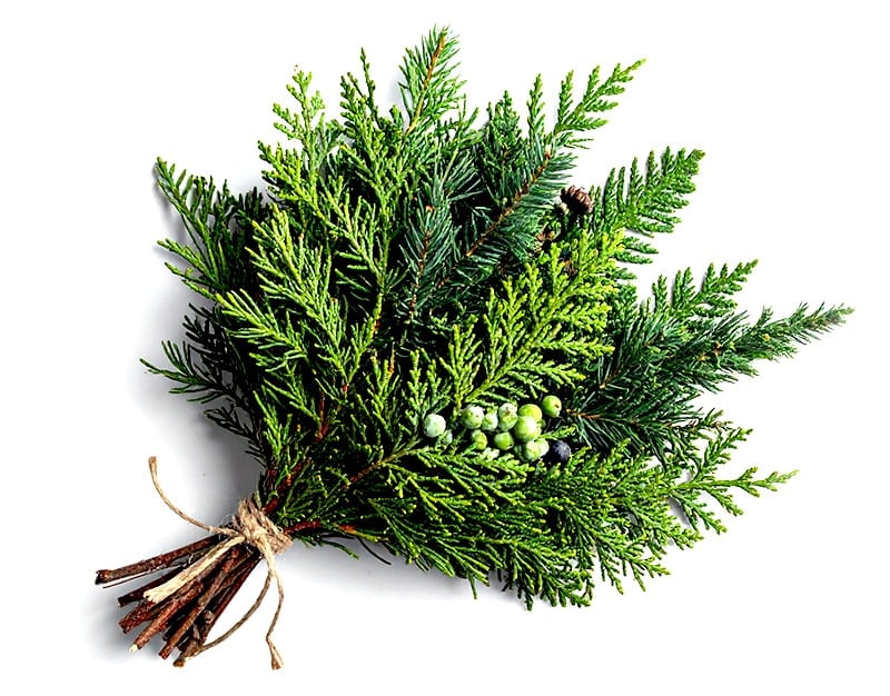 Immergrüne Zweige in der Magie