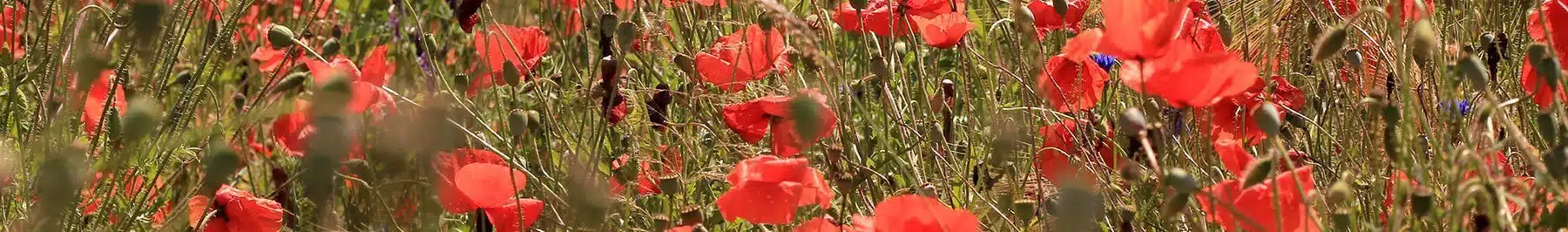 Der Juli in der Magie - Magie der Monate - unten