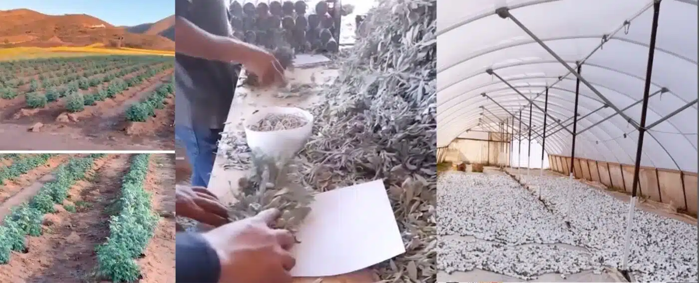 Smudges aus Kalifornien