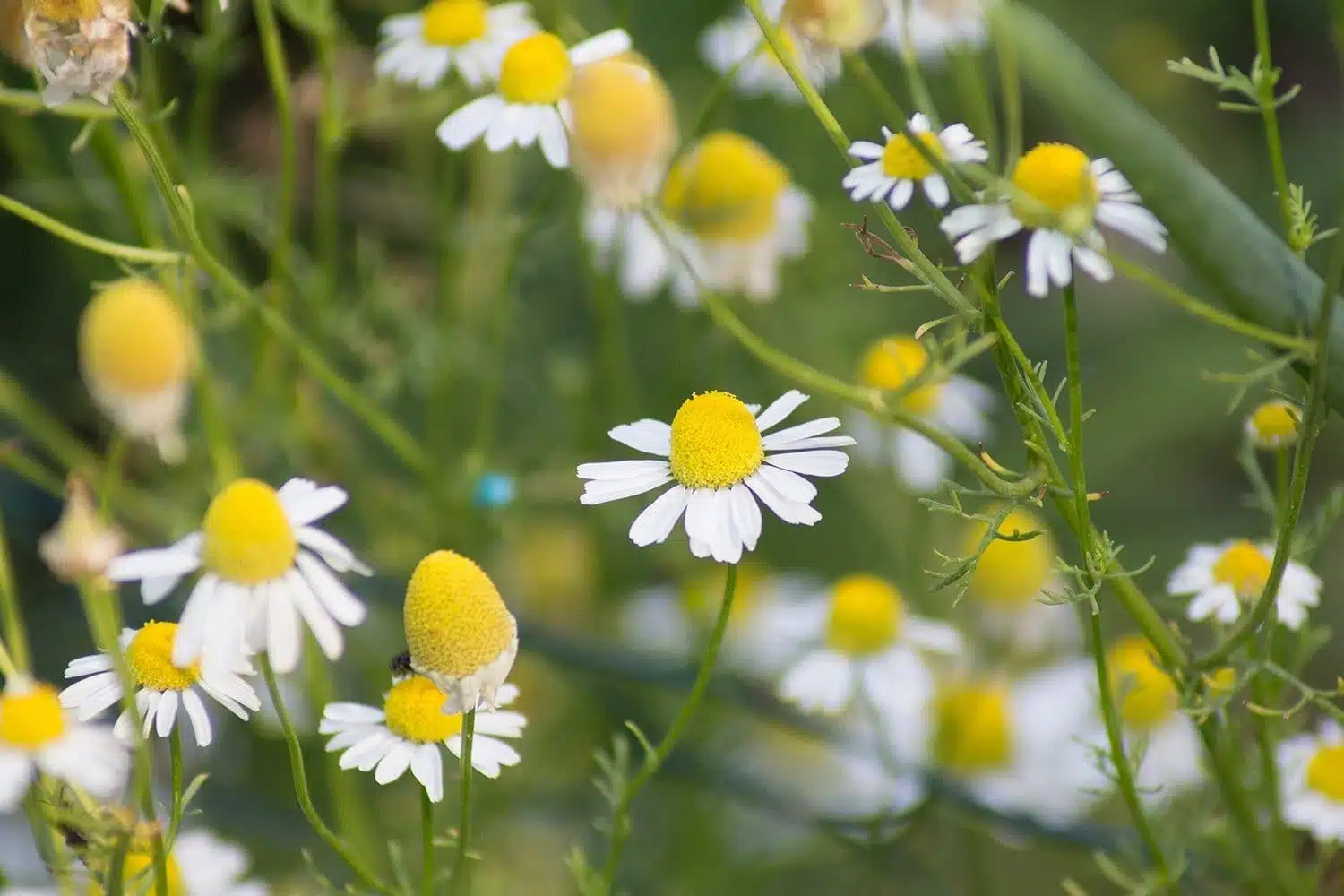 Kamille in der Magie