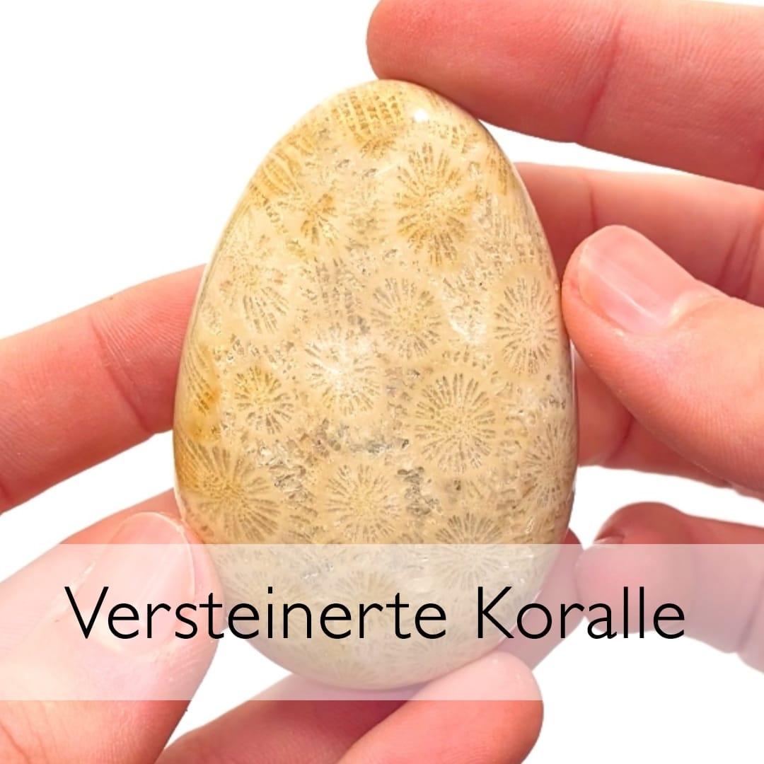 Versteinerte Koralle Versteinerte Koralle