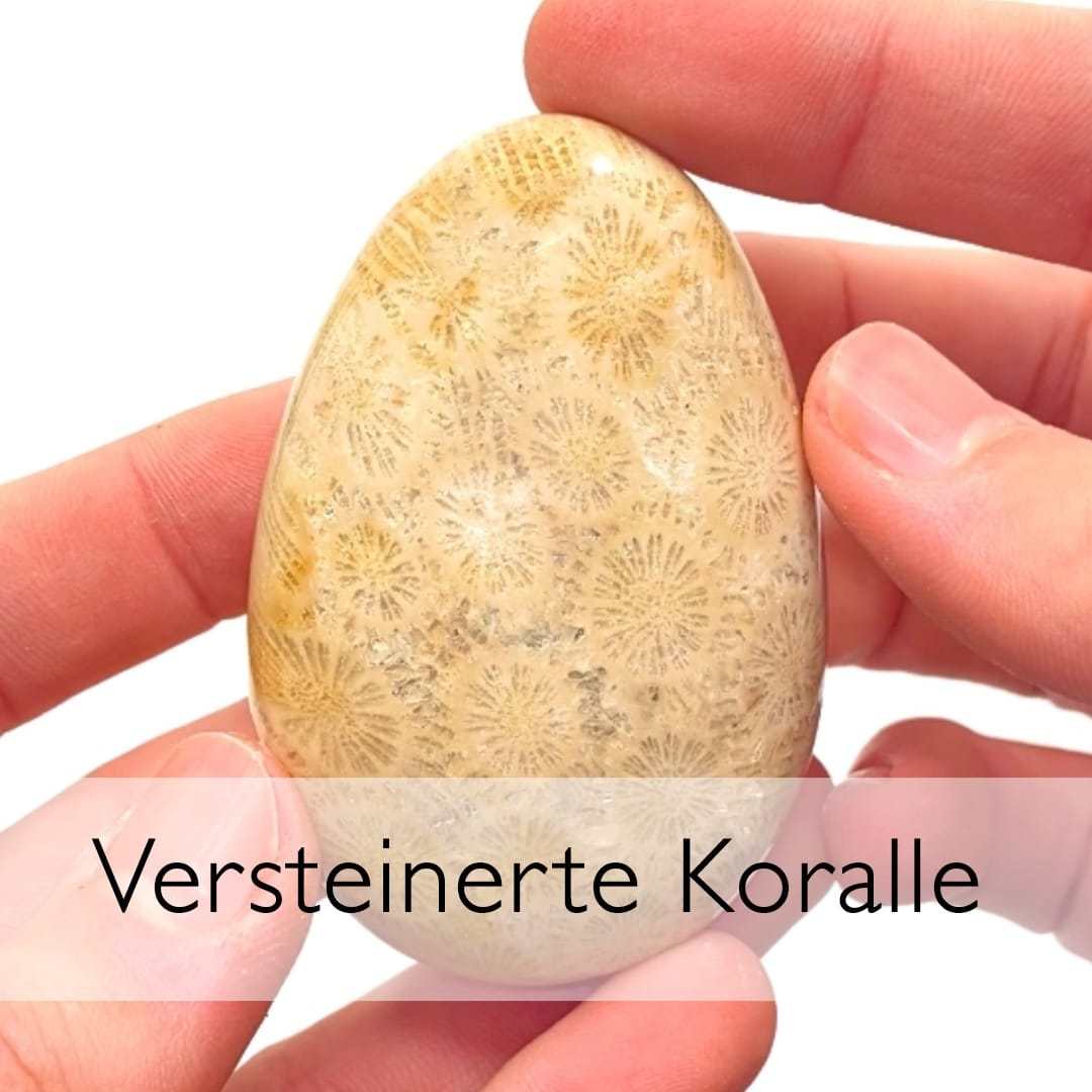 Versteinerte Koralle