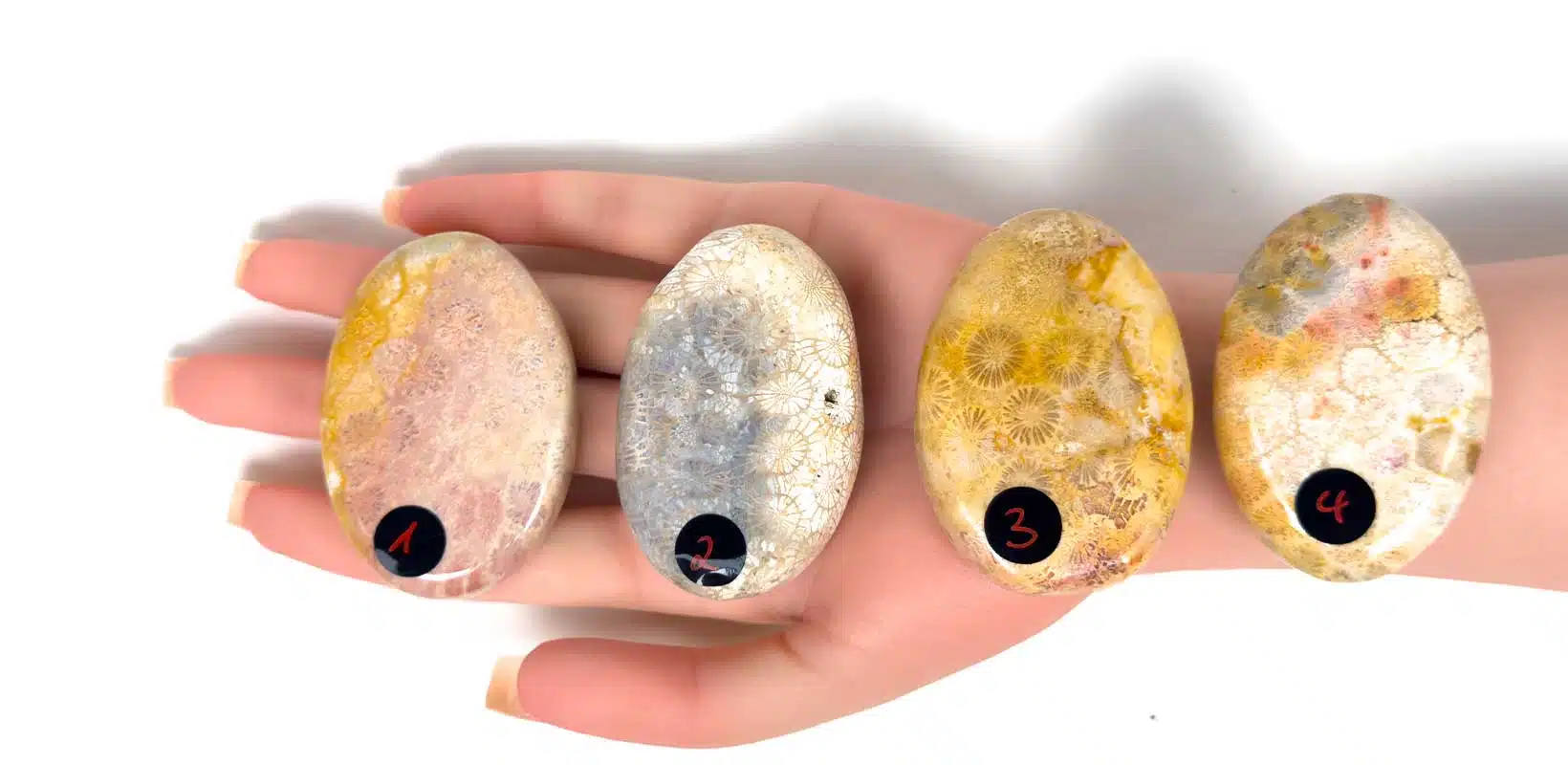 Kraftstein-Handschmeichler - versteinerte Koralle