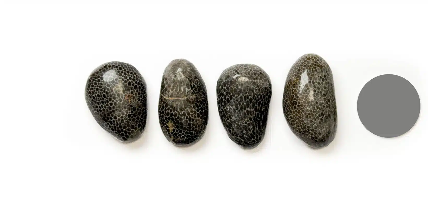 Kraftstein Moostierchen (Fossil)