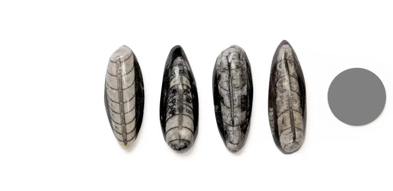 Kraftstein Orthoceras (Fossil)