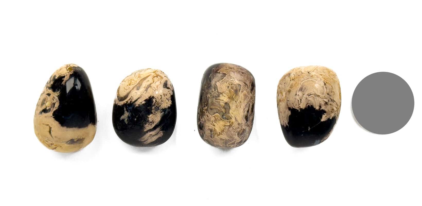 Kraftstein Versteinertes Palmholz