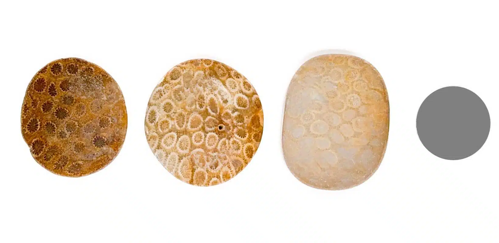 Kraftstein versteinerte-Koralle Scheibenstein