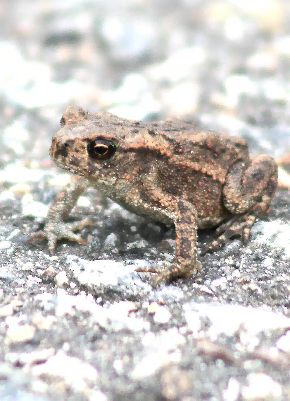 Kröten für die Fruchtbarkeit