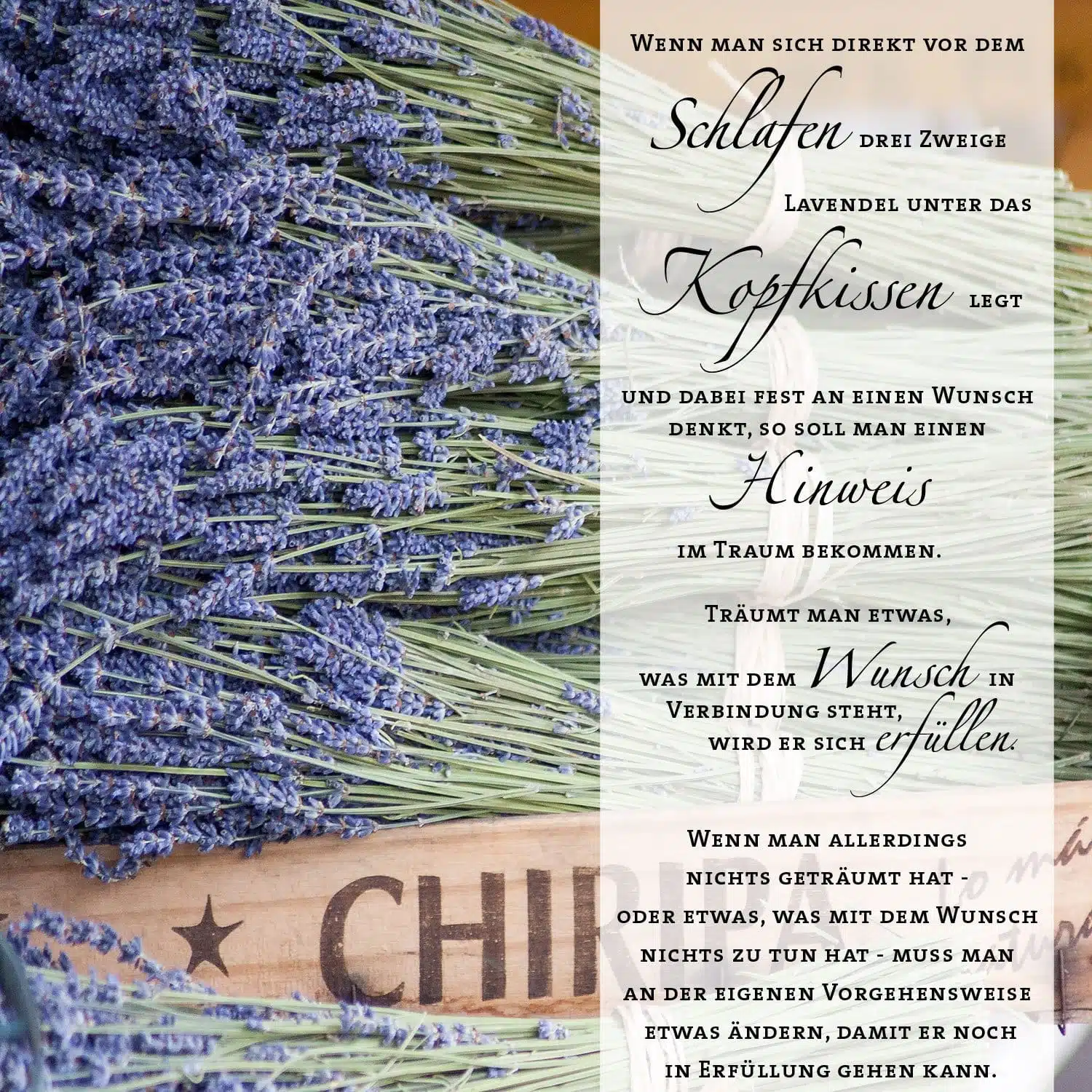 Das Lavendel-Orakel