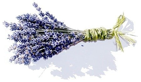 Lavendel in der Magie Lavendel in der Magie