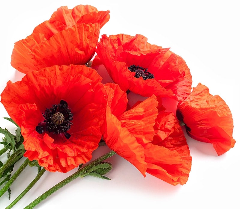 Mohnblumen in der Magie