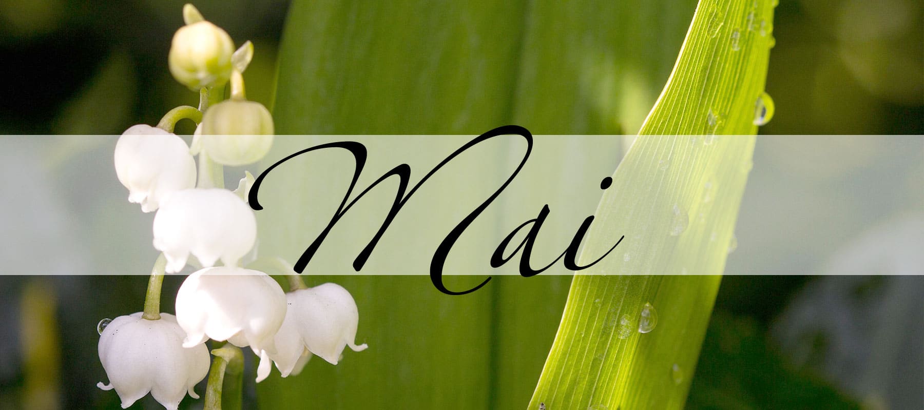 Der Mai in der Magie - Magie der Monate - oben Der Mai in der Magie - Magie der Monate - oben