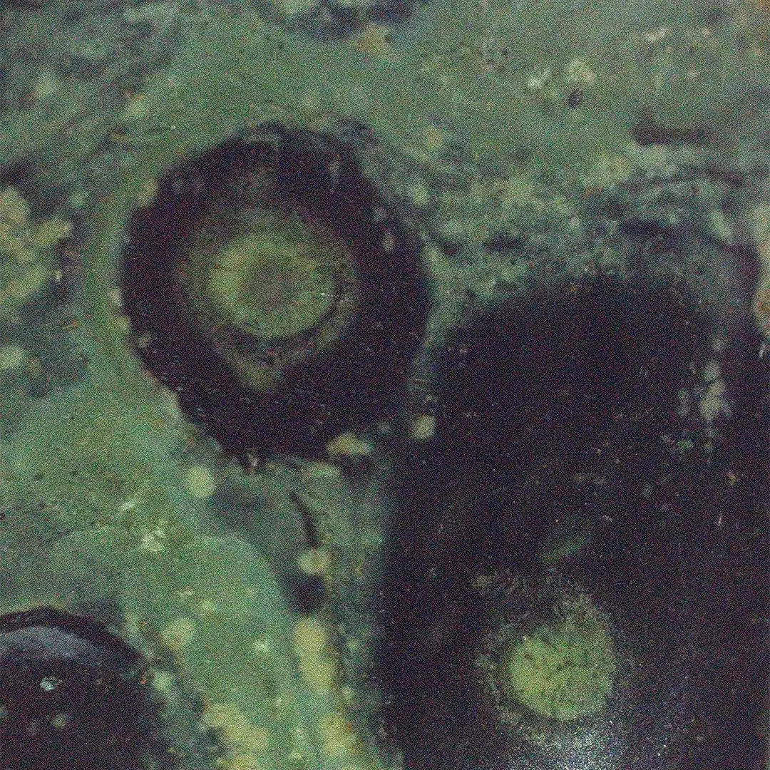 Kabamba unter dem Mikroskop