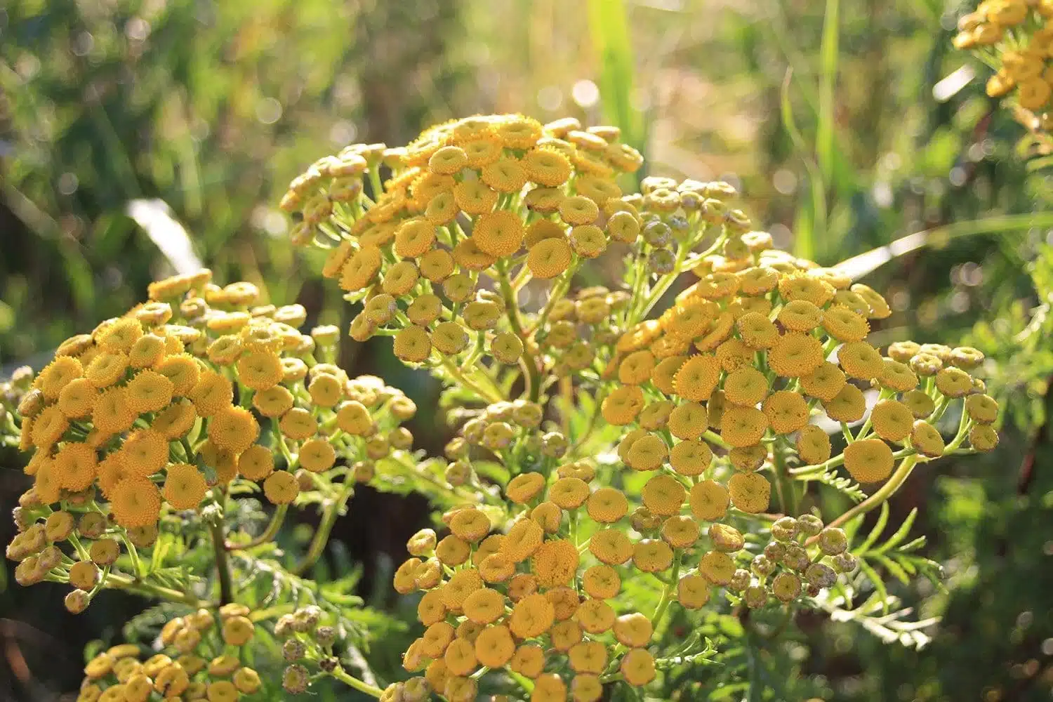 Rainfarn in der Magie