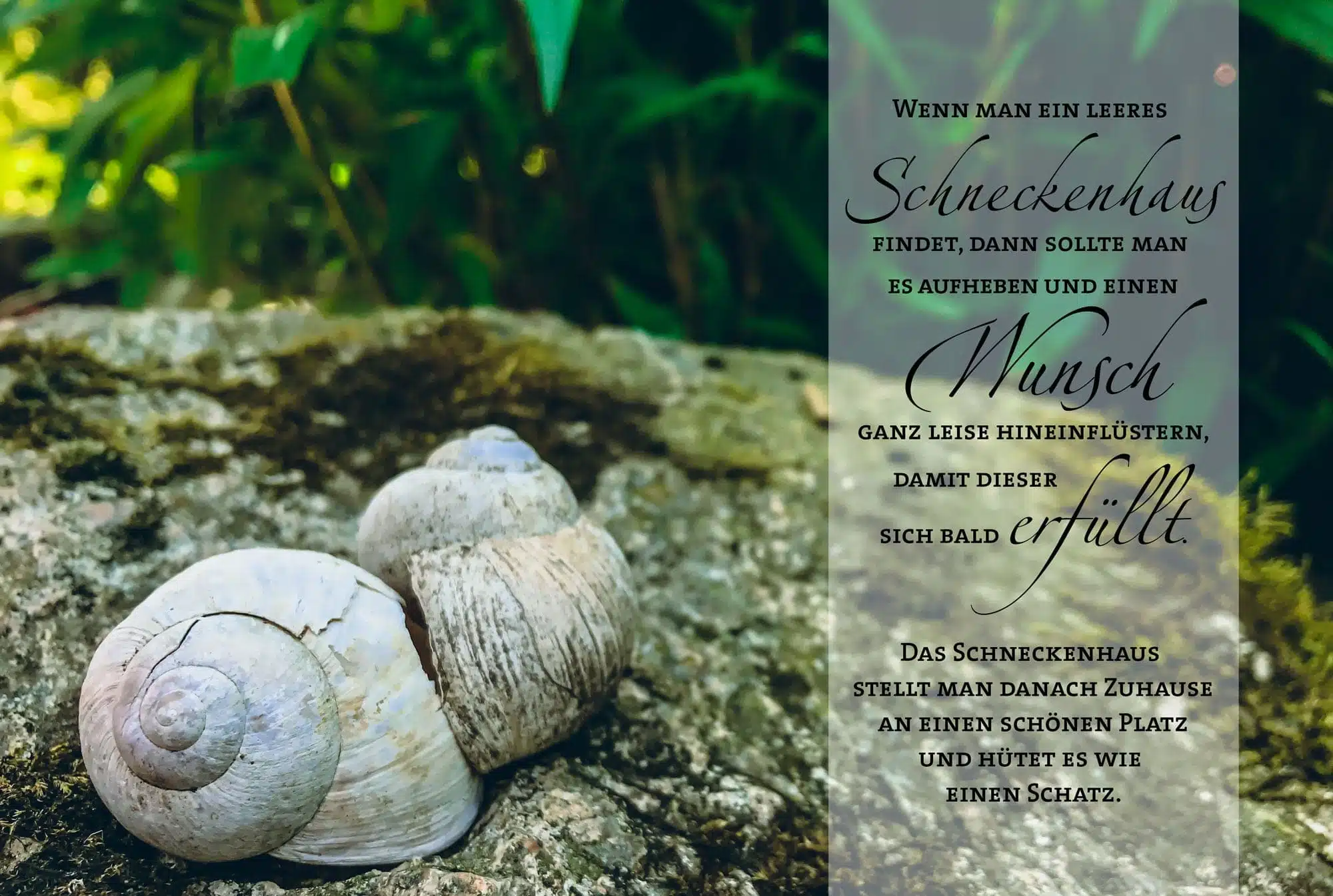 Wenn man ein leeres Schneckenhaus findet, dann sollte man es aufheben und einen Wunsch ganz leise hineinflüstern, damit dieser sich ganz bald erfüllt!