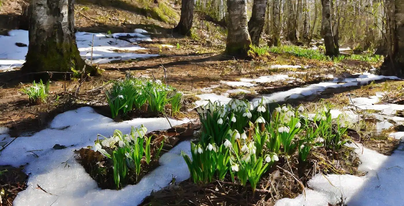 Schneeglöckchen im Februar Schneeglöckchen im Februar