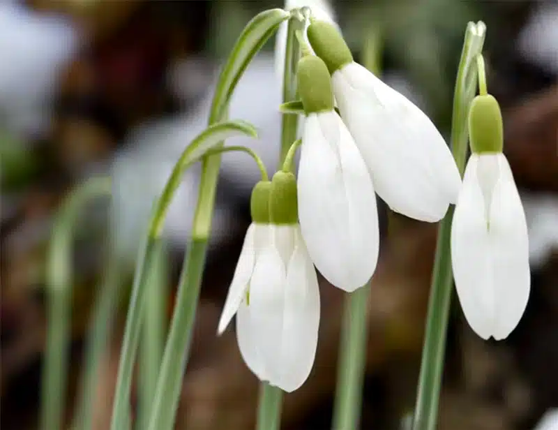 Schneeglöckchen in der Magie