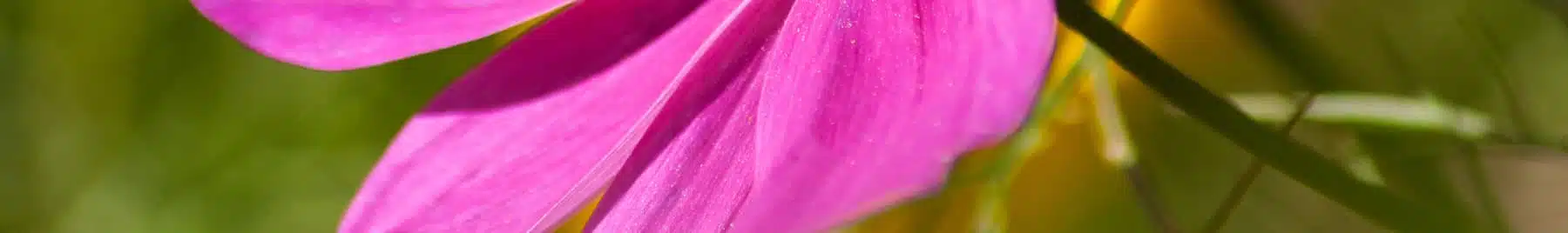 Sommer in der Magie unten