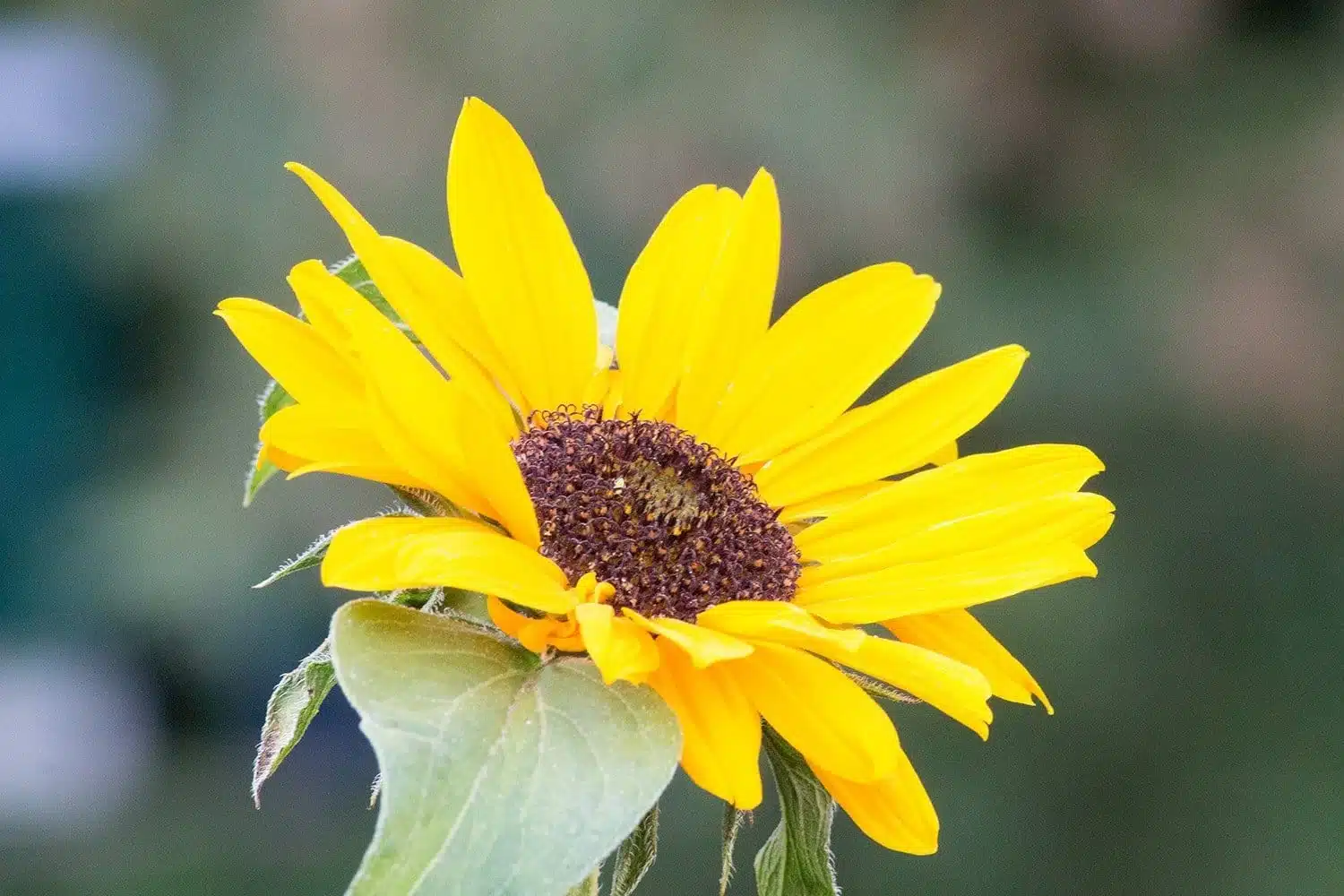 Sonnenblumen in der Magie