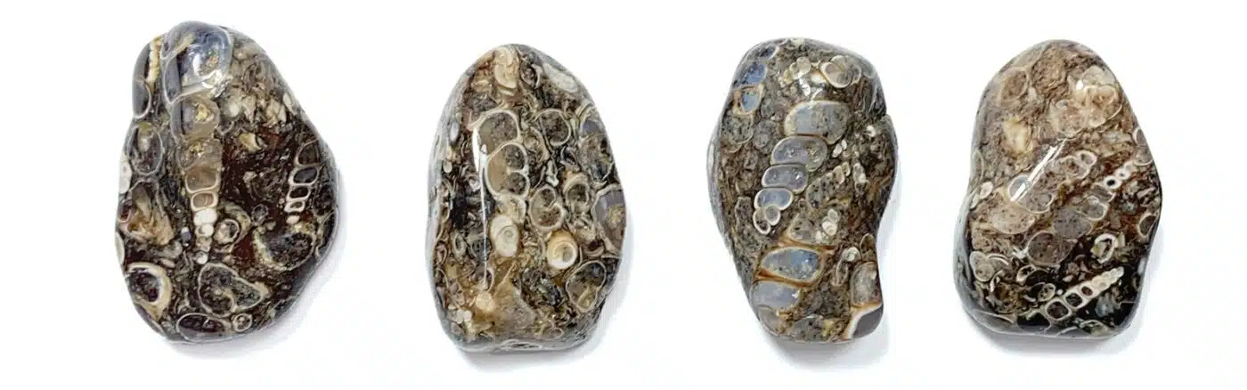 Steinwissen: Turritella