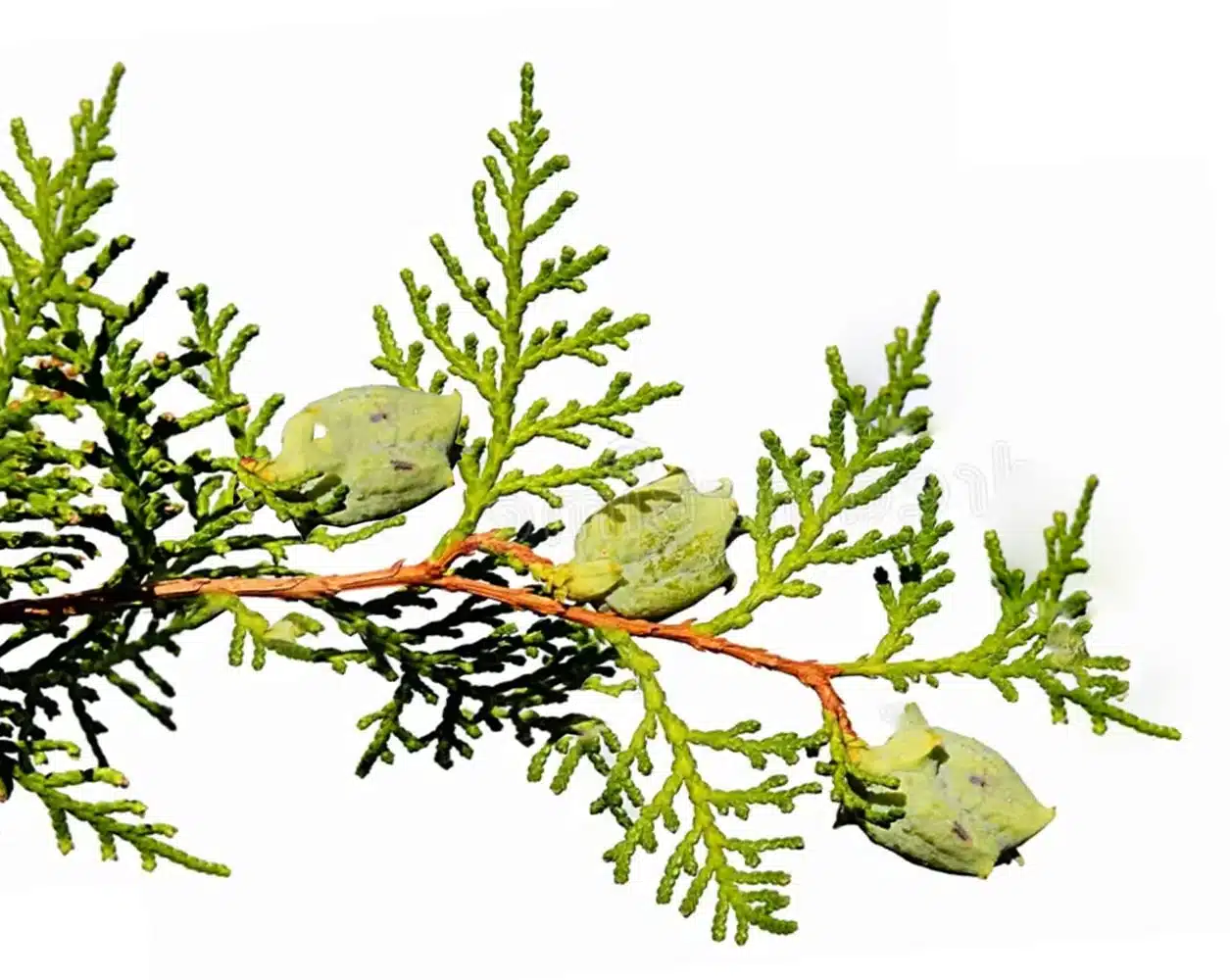 Thuja - Lebensbaum
