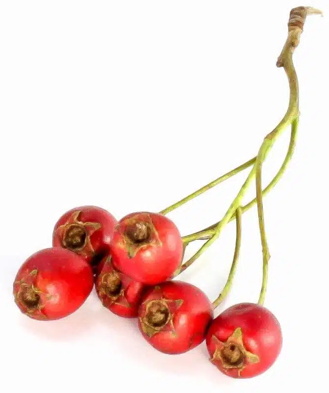 Weißdornfrüchte in der Magie