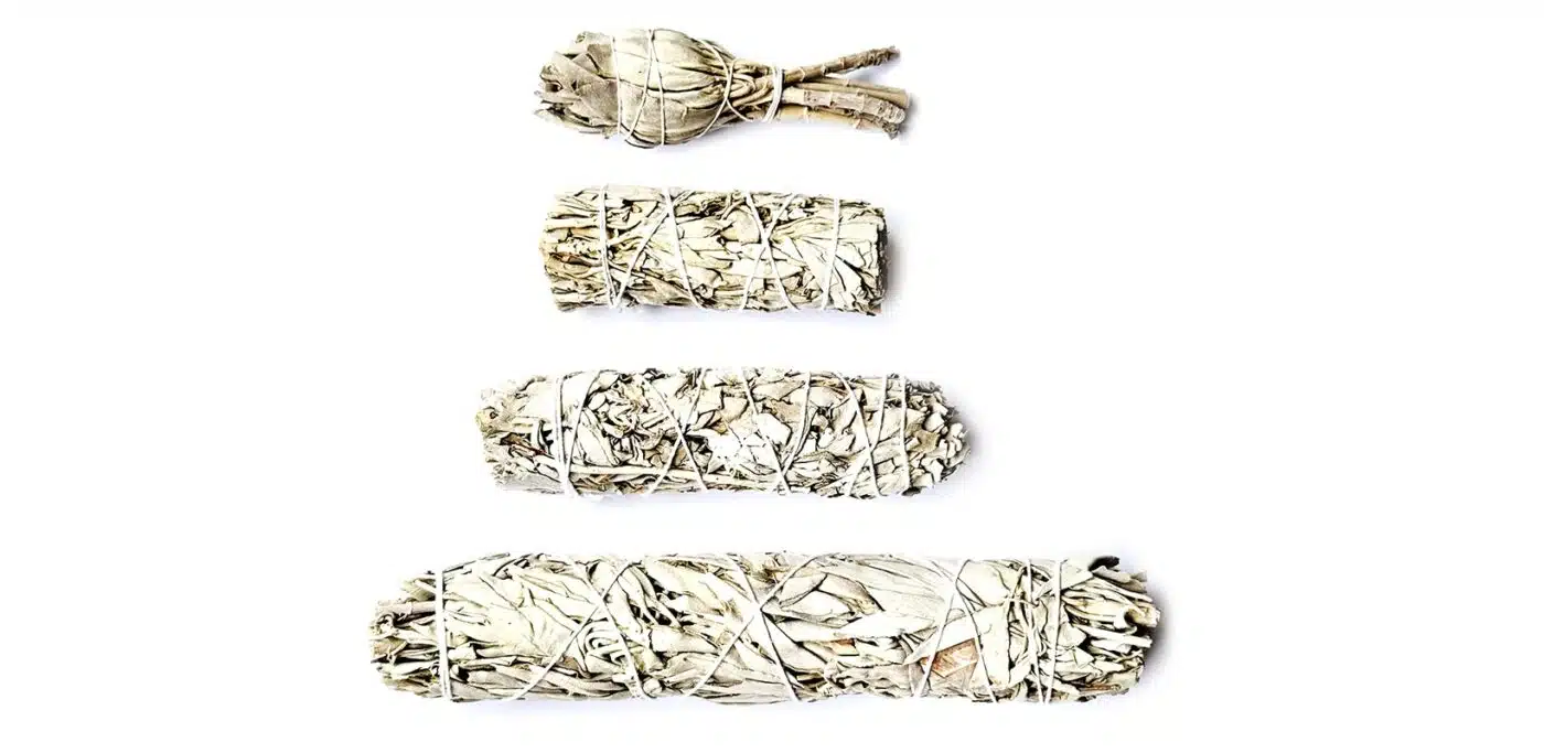 White Sages im Grössenvergleich